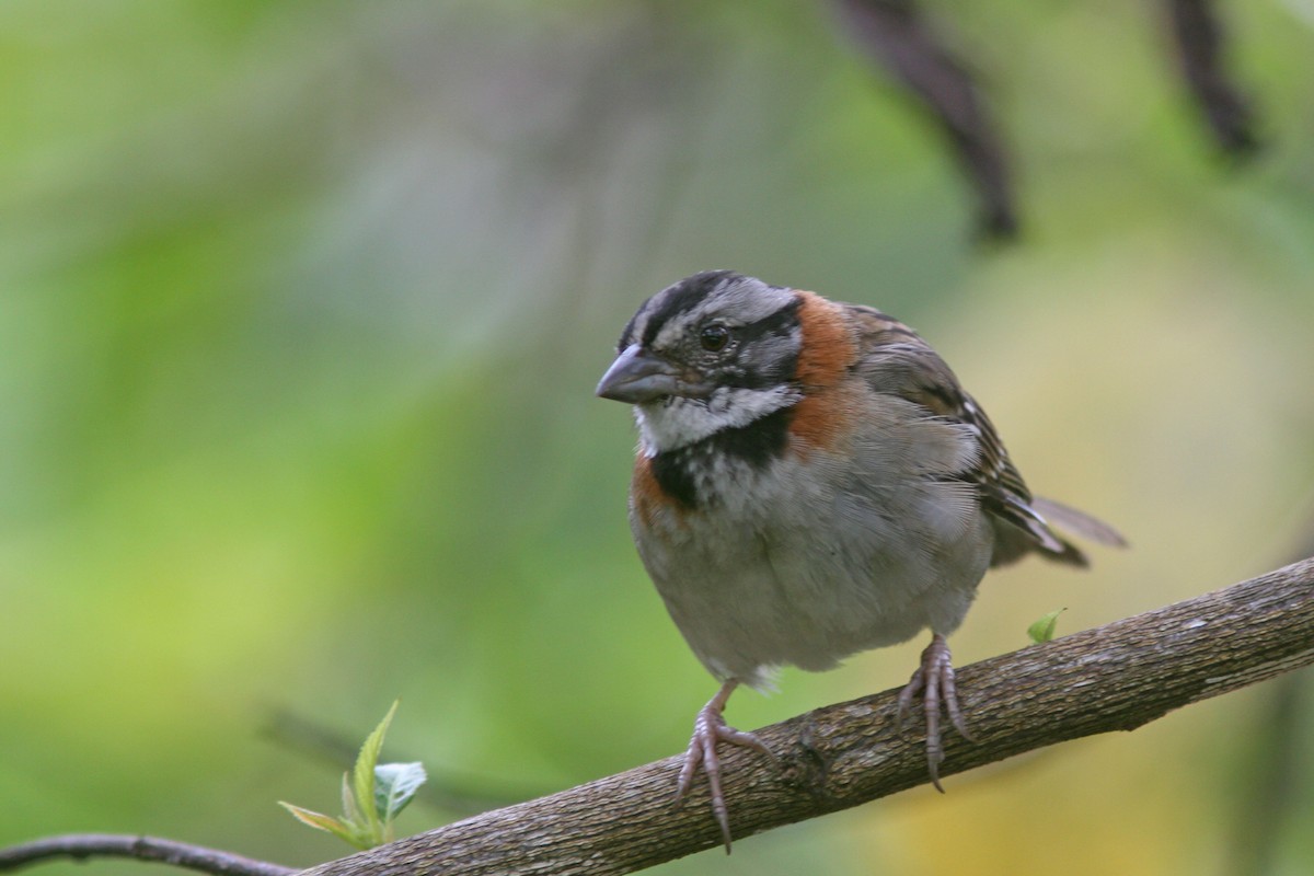 Rufous-collared Sparrow - ML83554791