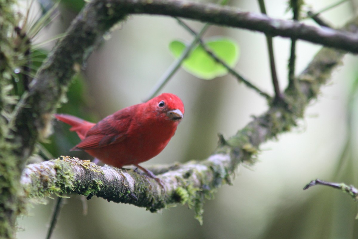 Summer Tanager - Larry Therrien