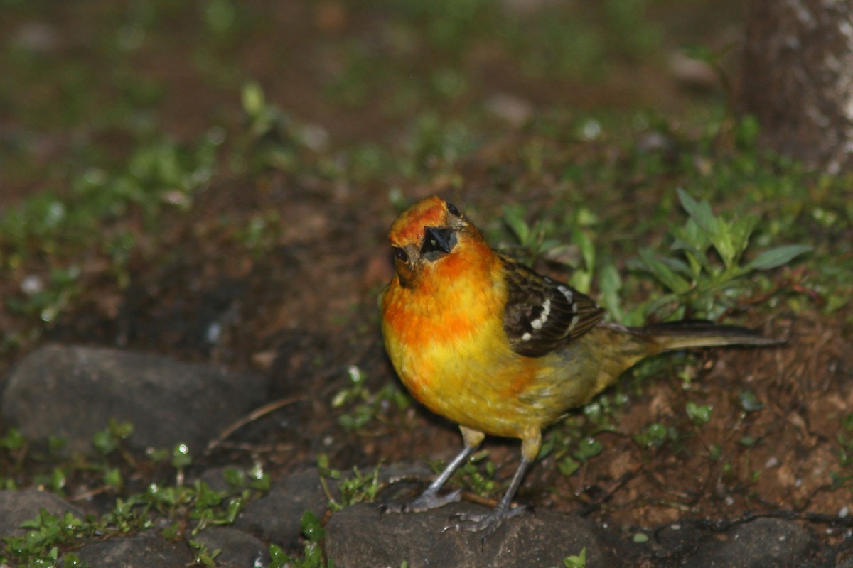 Flame-colored Tanager - ML83554981