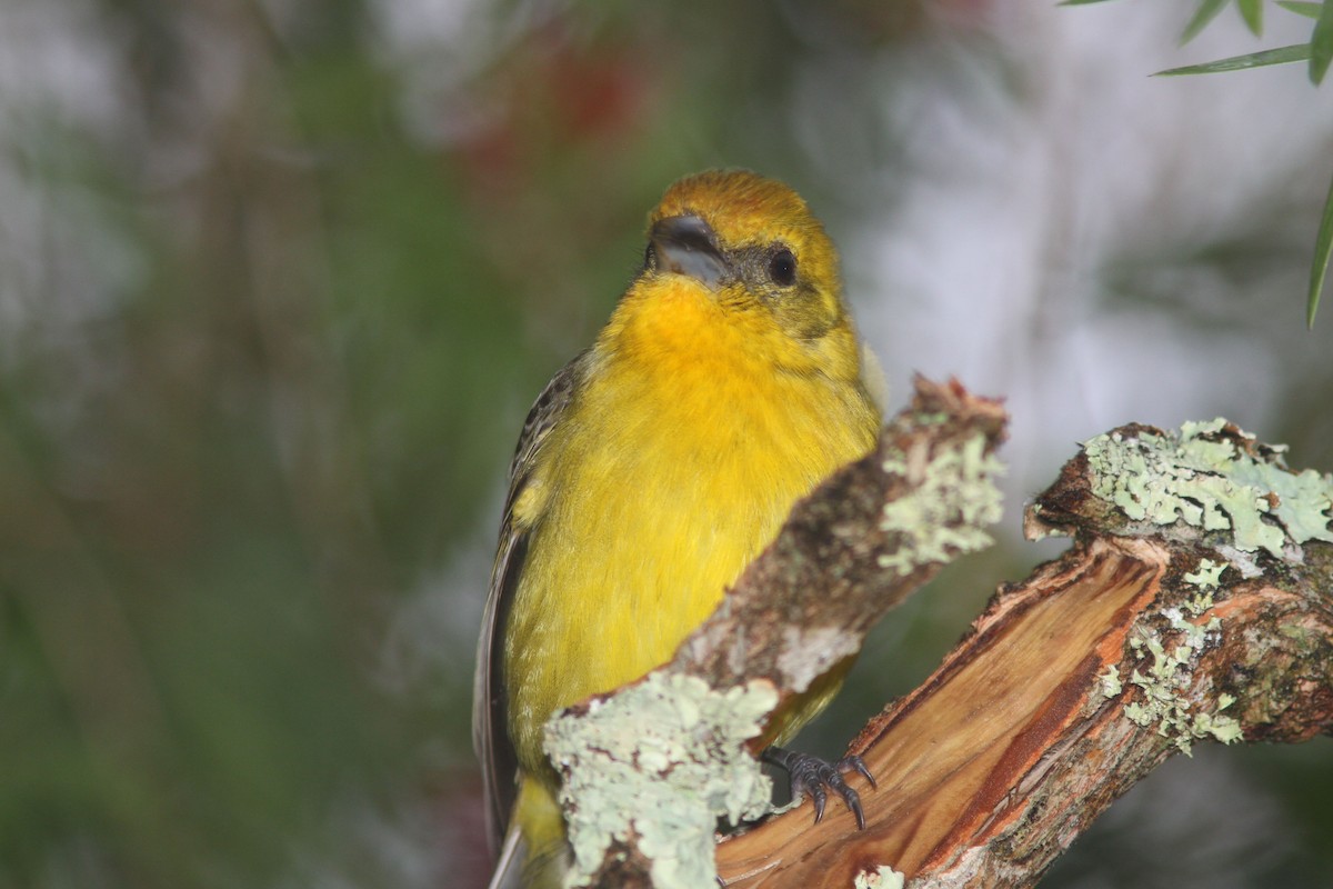 Flame-colored Tanager - ML83555011