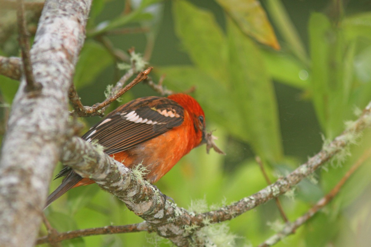 Flame-colored Tanager - ML83555031