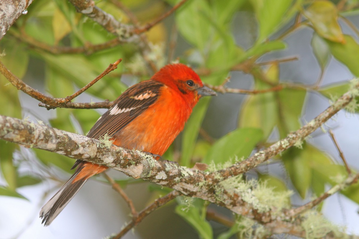 Flame-colored Tanager - ML83555041