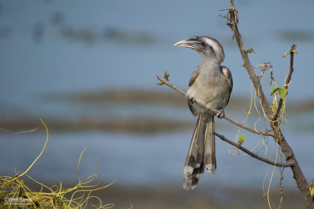 Indian Gray Hornbill - Vivek Rawat