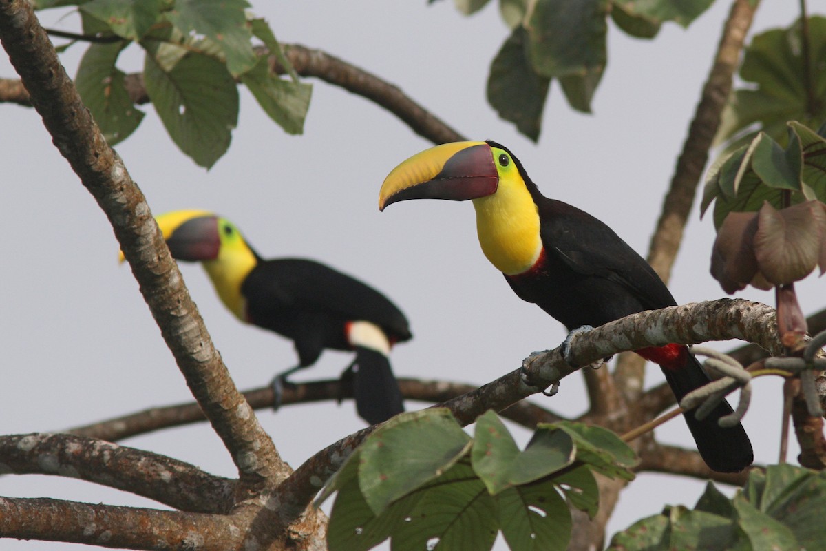Yellow-throated Toucan (Chestnut-mandibled) - Larry Therrien