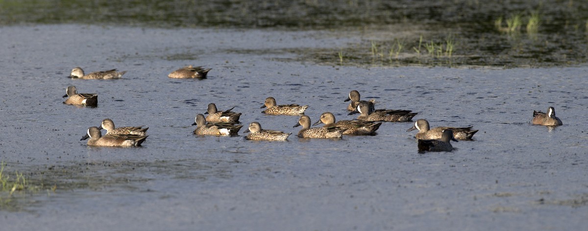 Blue-winged Teal - ML83561441