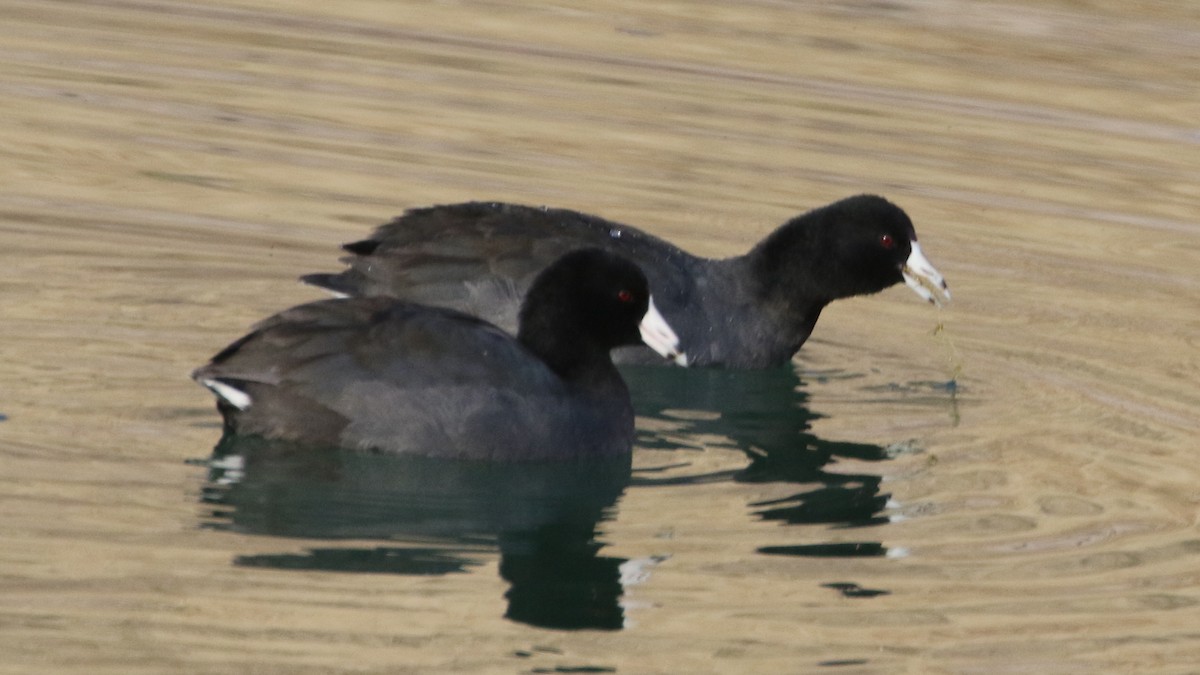 American Coot (Red-shielded) - ML83562621