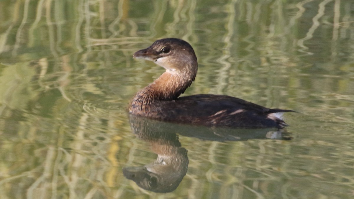 Pied-billed Grebe - Curtis McCamy