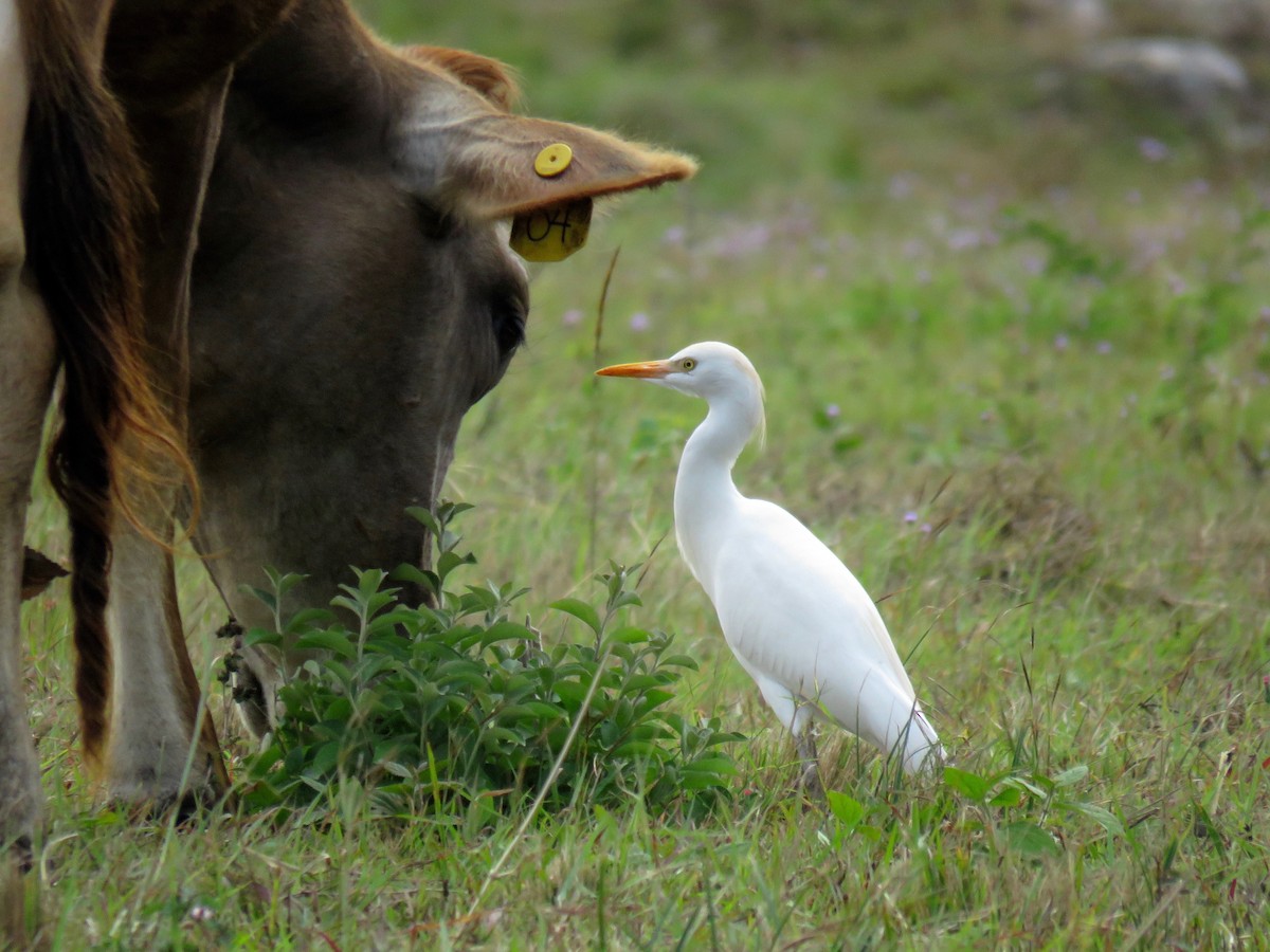 Western Cattle Egret - John van Dort