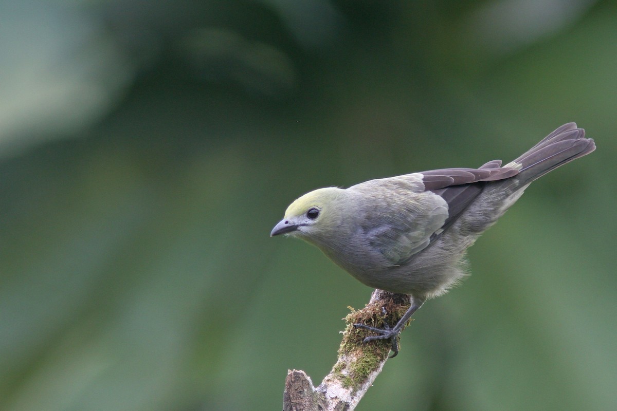 Palm Tanager - Larry Therrien