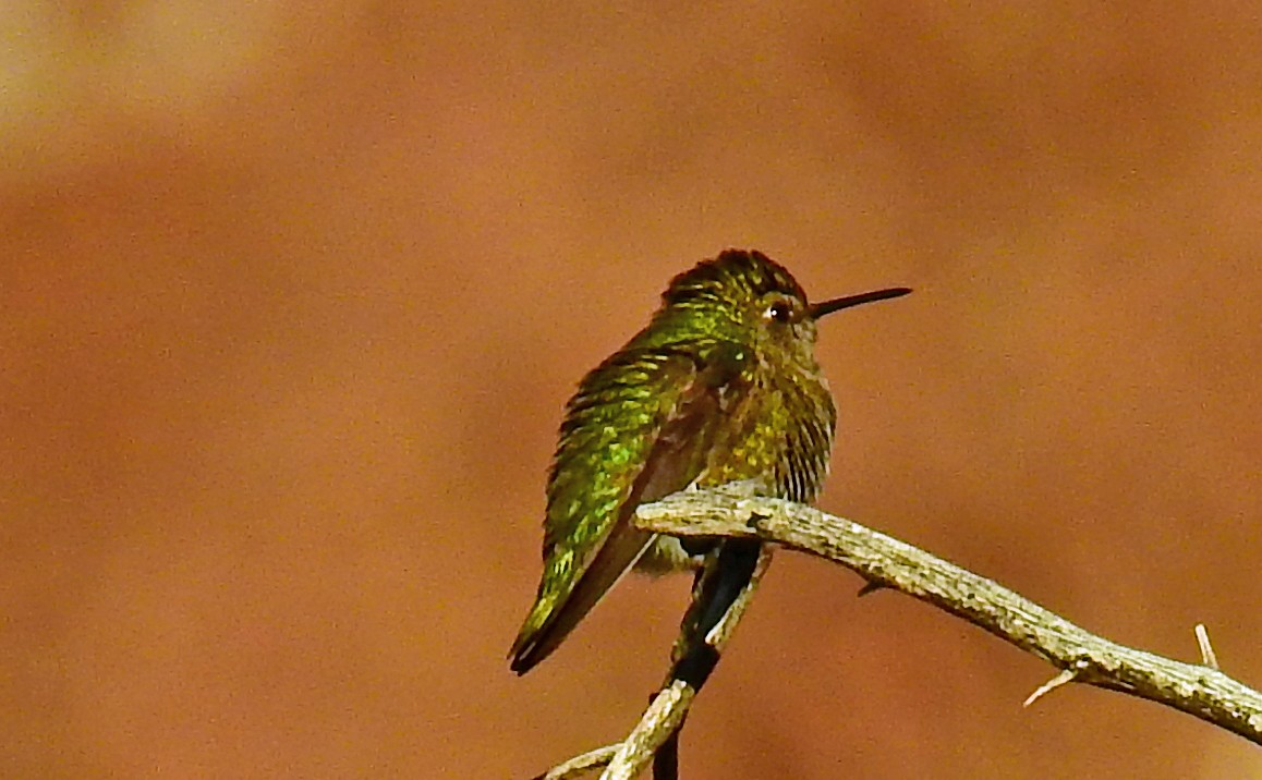 Costa's Hummingbird - Jim Scott