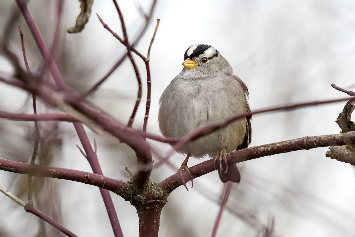 White-crowned Sparrow - ML83573071
