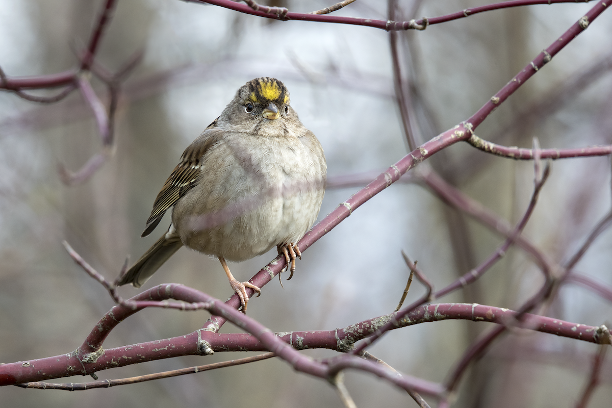 Golden-crowned Sparrow - ML83573721