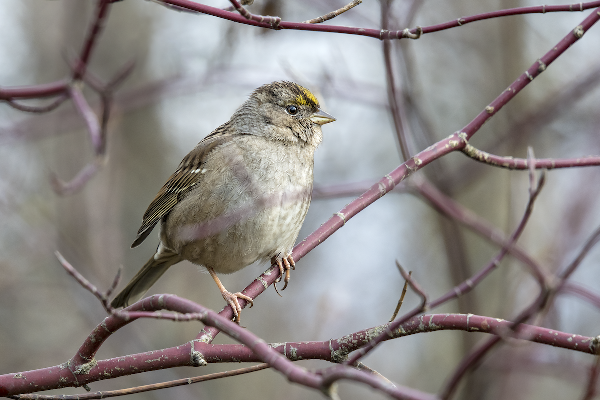 Golden-crowned Sparrow - ML83573771