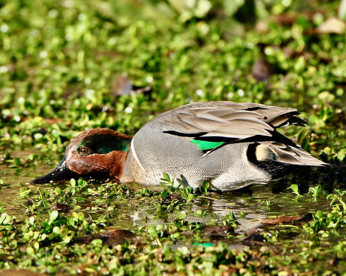 Green-winged Teal - ML83574351
