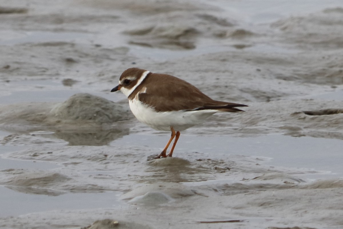 Semipalmated Plover - Alta Tanner