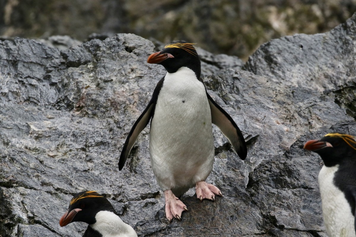 Златохохлый пингвин - ML83576251