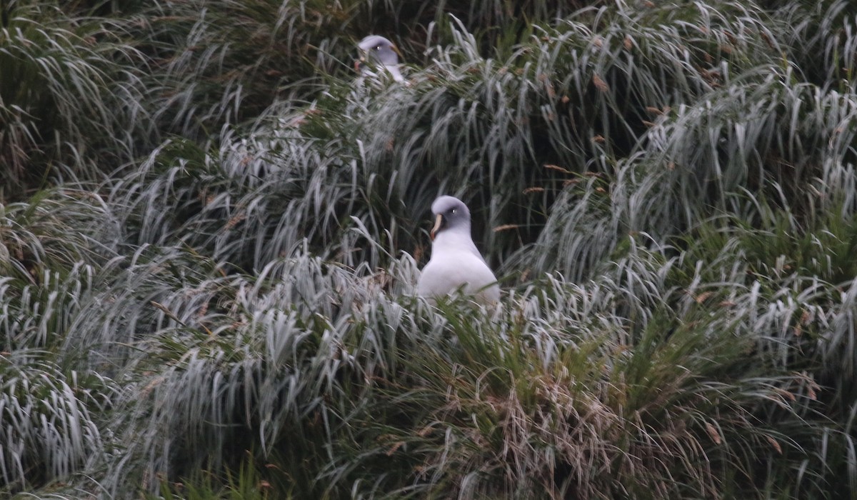 Gray-headed Albatross - ML83576401