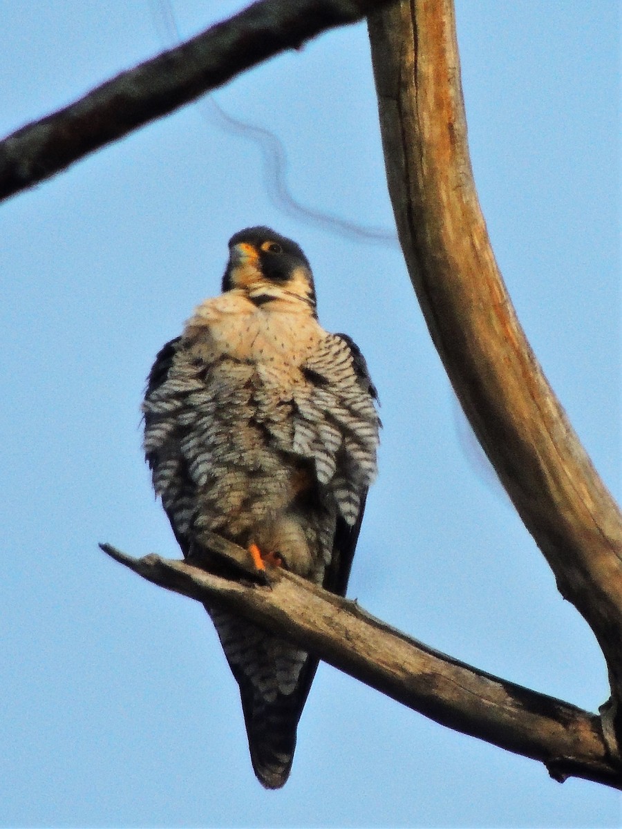 Peregrine Falcon (North American) - Dave McLain