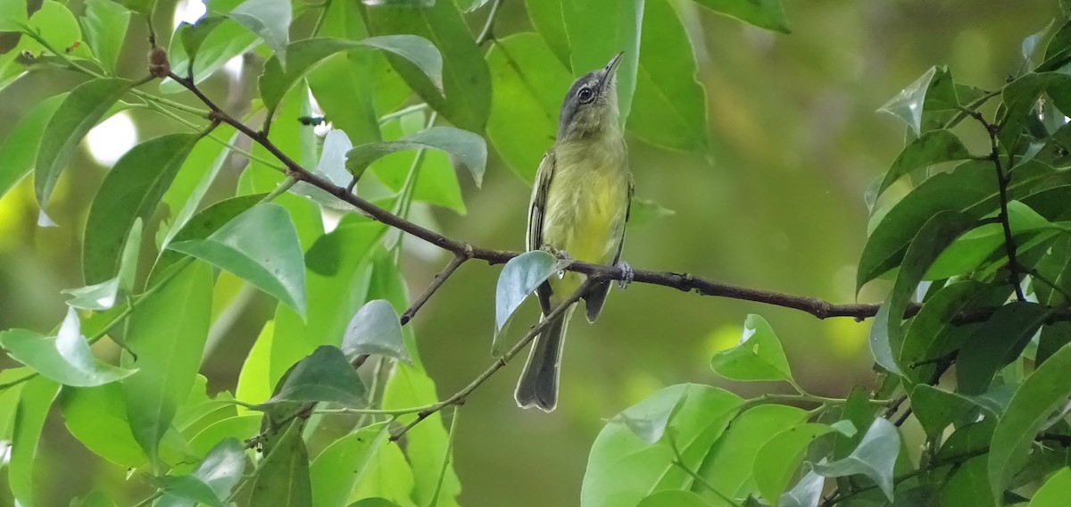 Yellow-margined Flatbill (obscuriceps) - Sergio LEON