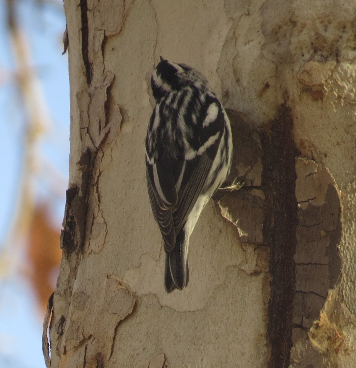 Black-and-white Warbler - ML83580991
