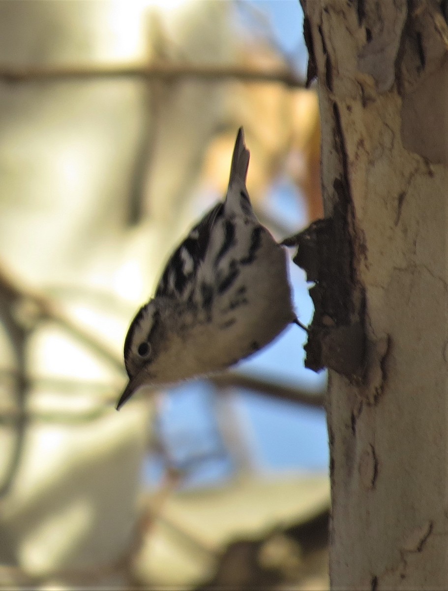 Black-and-white Warbler - ML83581021