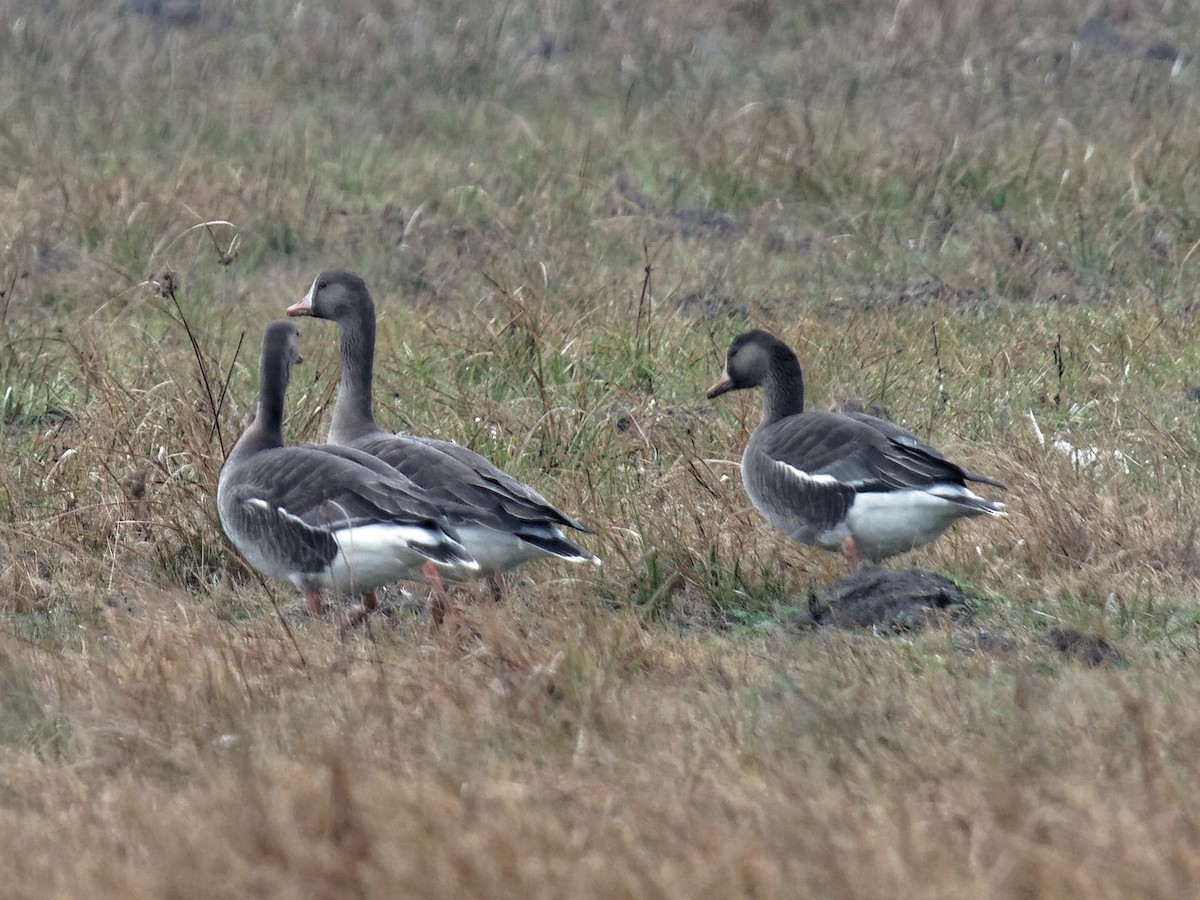 Greater White-fronted Goose - Dina Perry