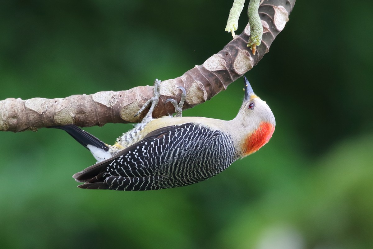 Golden-fronted Woodpecker - Douglas Faulder