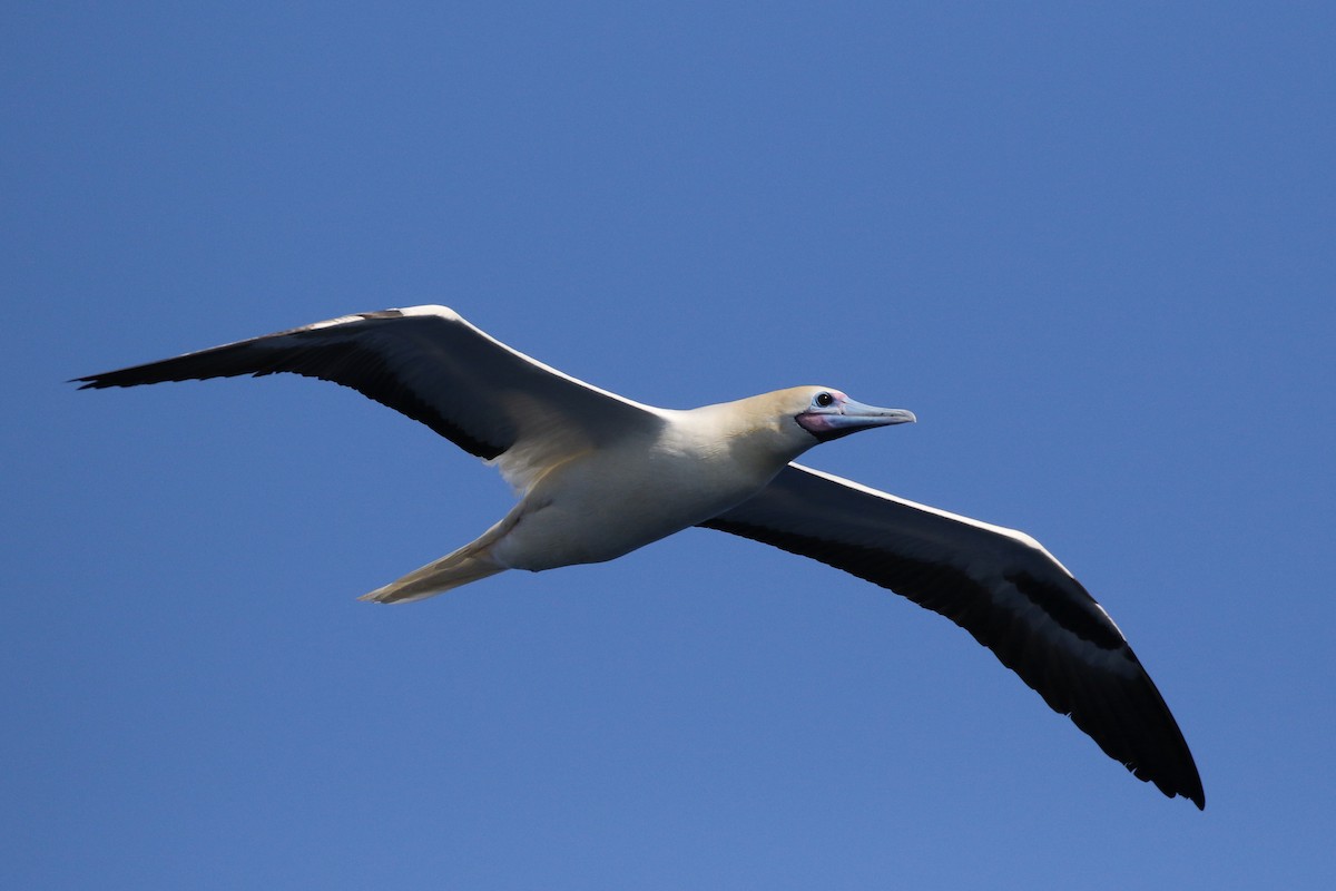 Red-footed Booby - Douglas Faulder