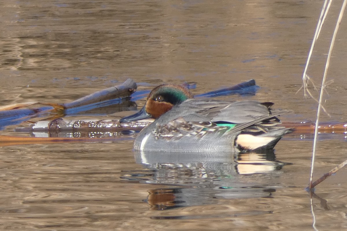 Green-winged Teal - ML83593821