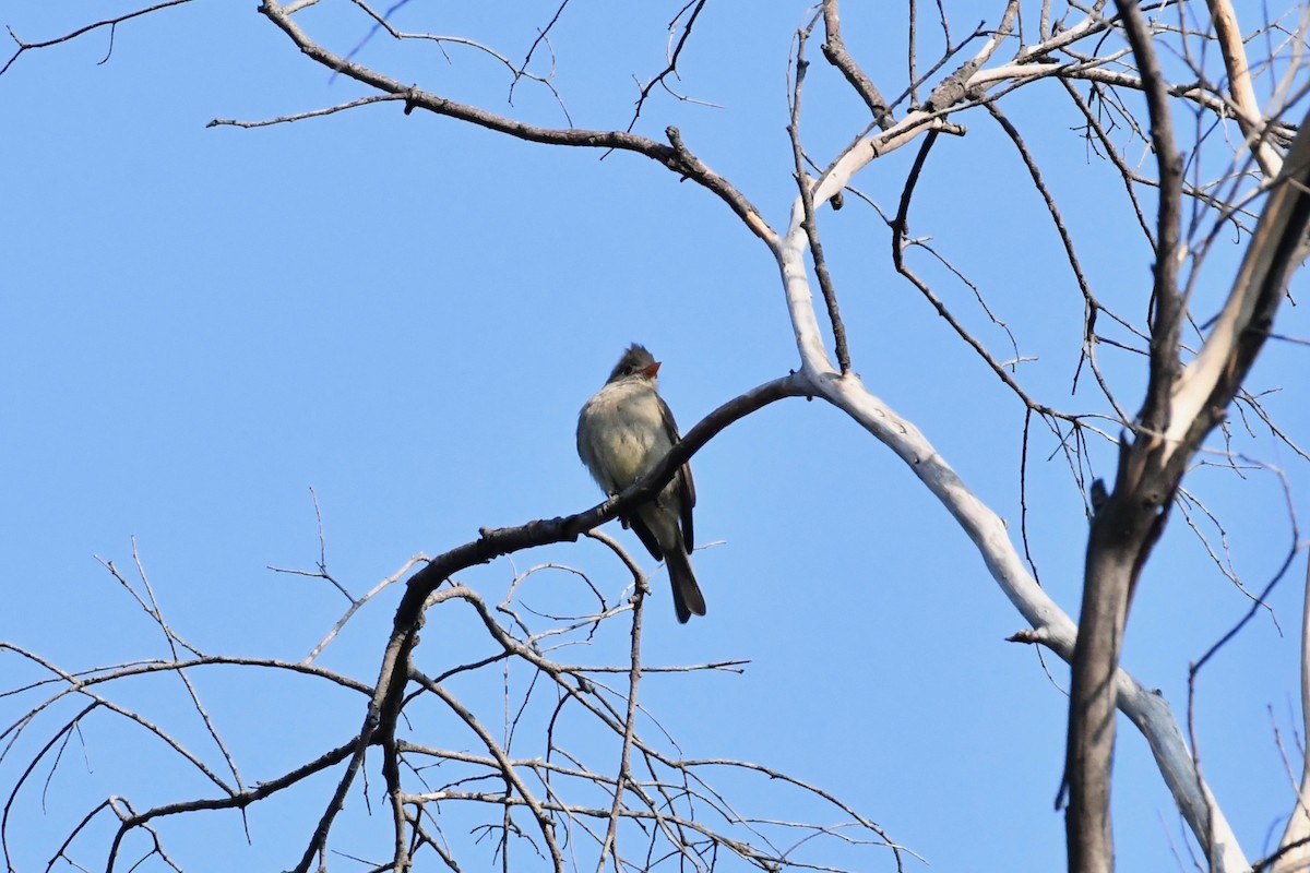 Greater Pewee - ML83594331