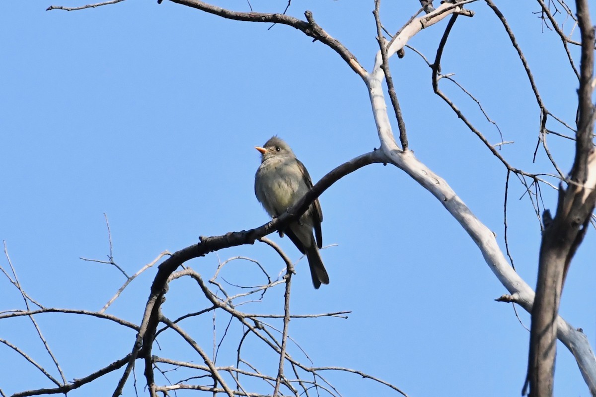 Greater Pewee - ML83594421