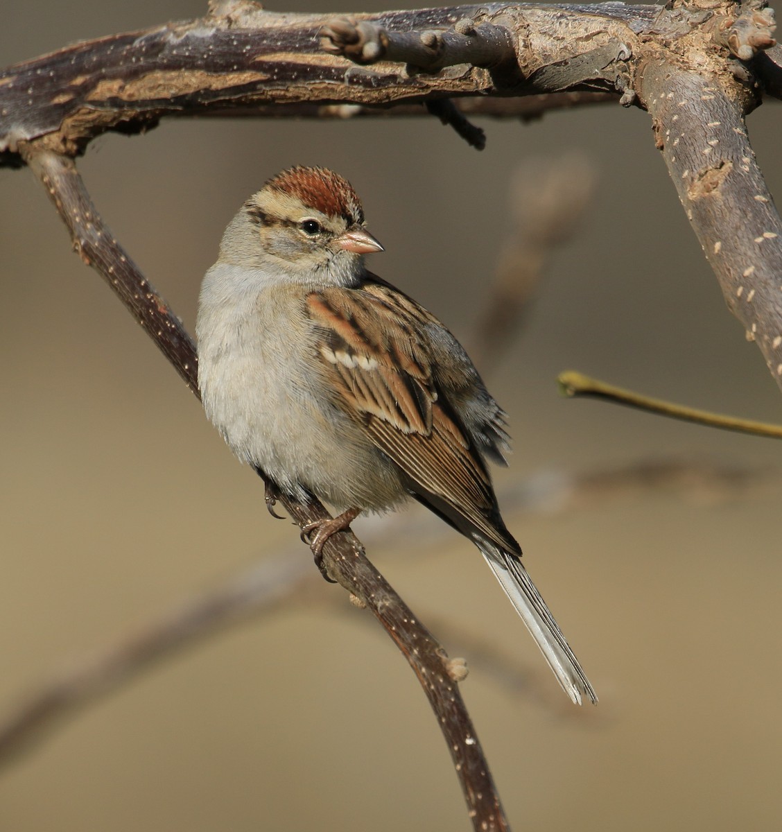 Chipping Sparrow - ML83594981