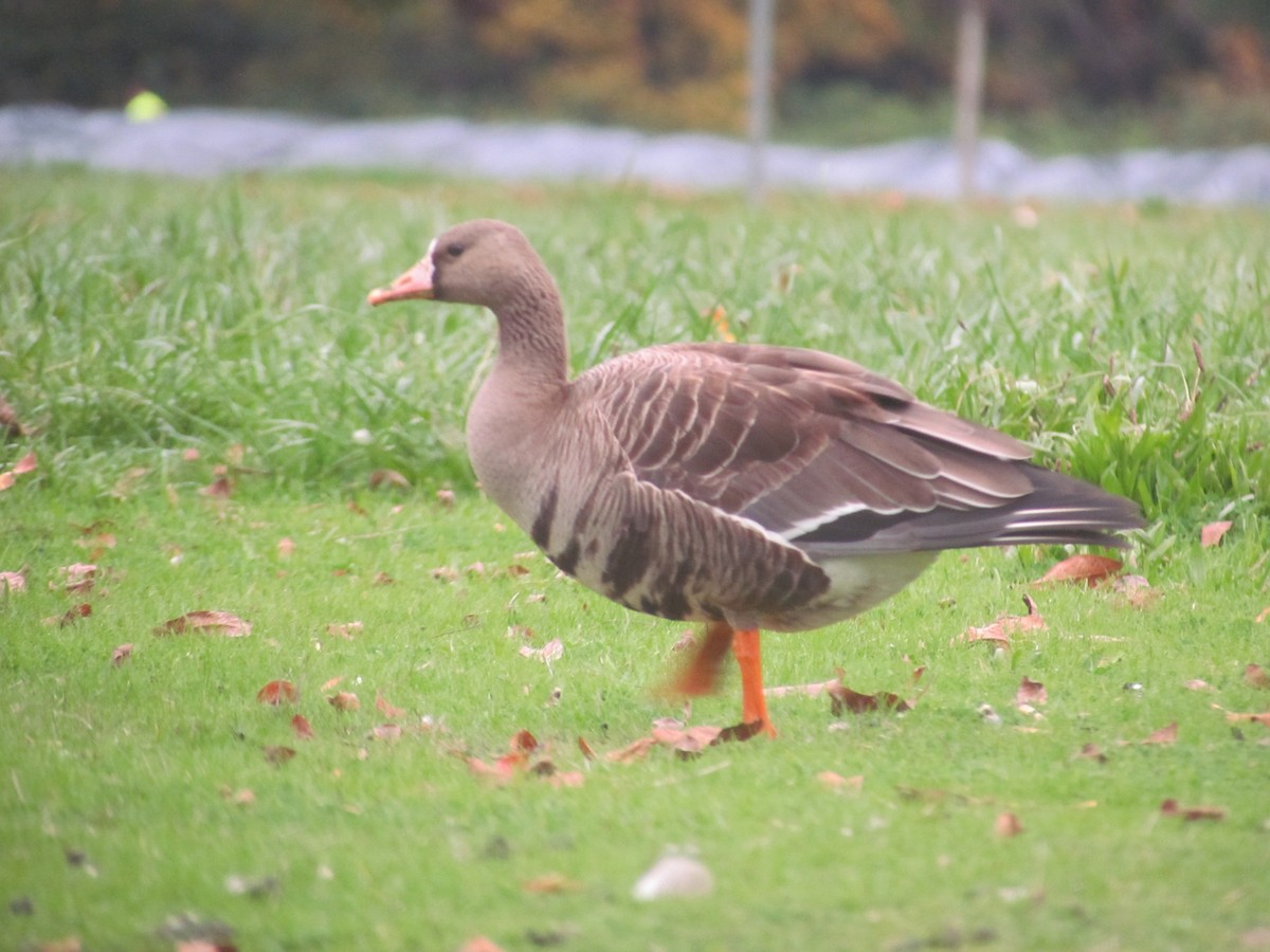 Greater White-fronted Goose - ML83595031
