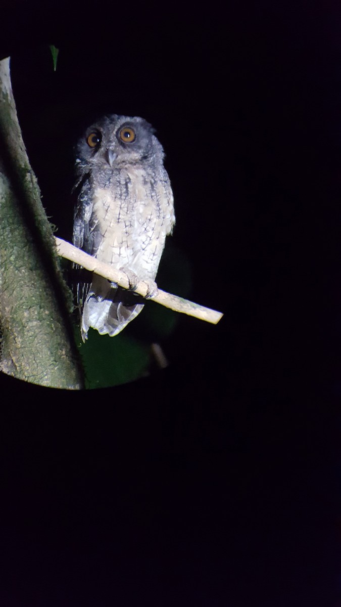 Tawny-bellied Screech-Owl - Nancy Cox