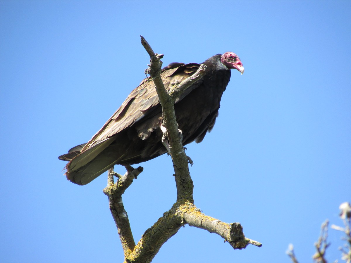 Turkey Vulture - ML83597431