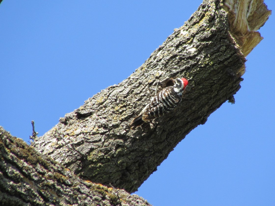 Nuttall's Woodpecker - ML83597701