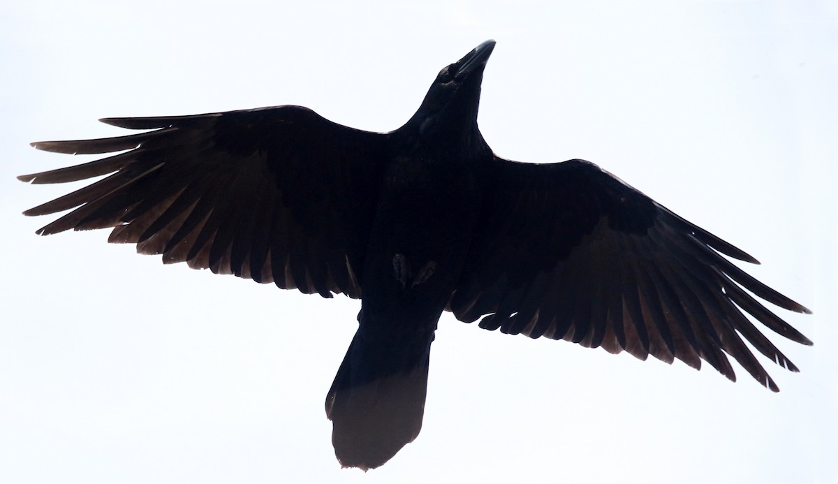 Common Raven - ML83601471