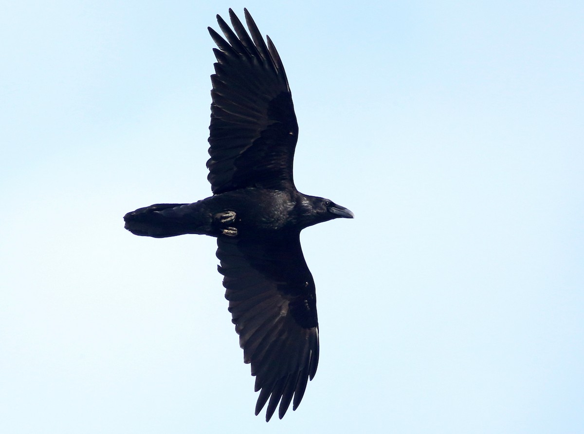 Common Raven - ML83601491