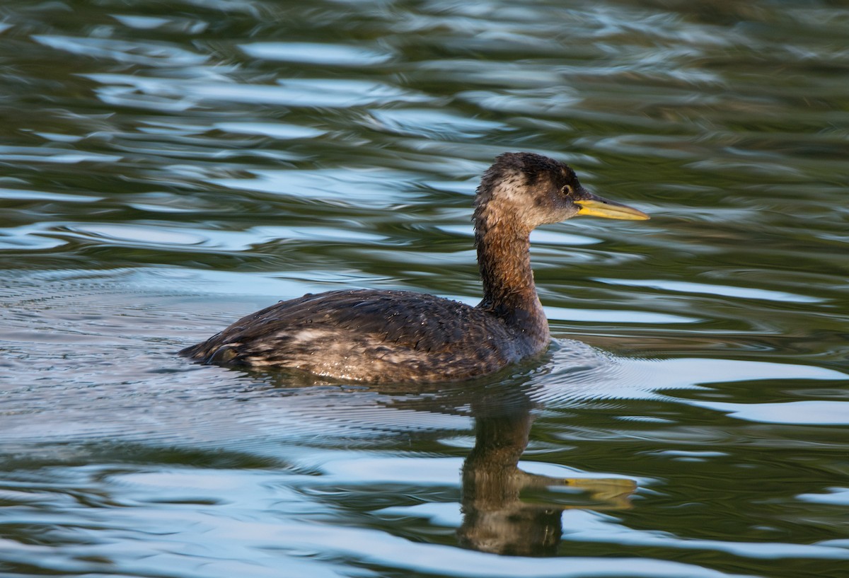 Red-necked Grebe - ML83602401