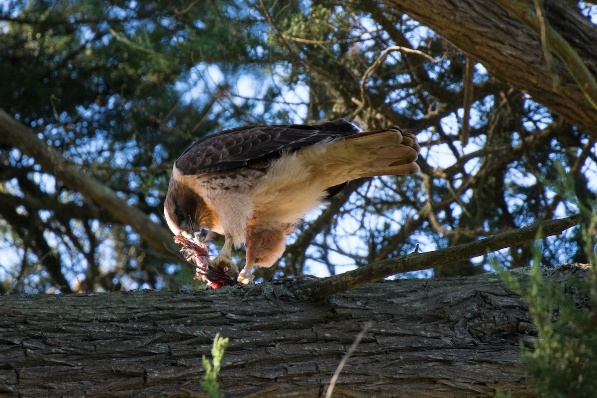 Red-tailed Hawk - ML83602951