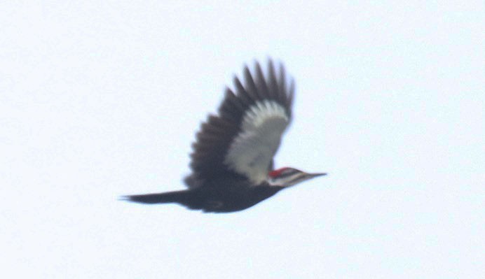 Pileated Woodpecker - ML83603501