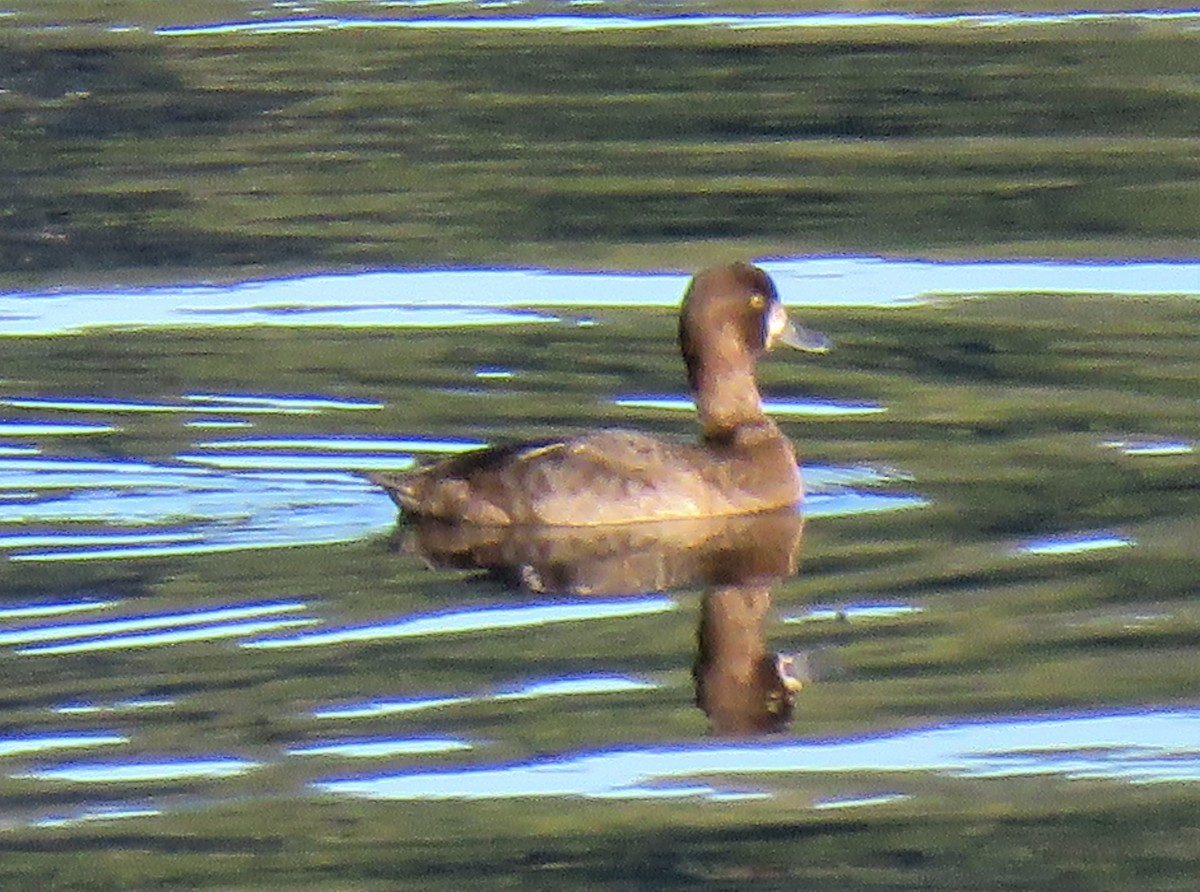 Greater Scaup - ML83603551