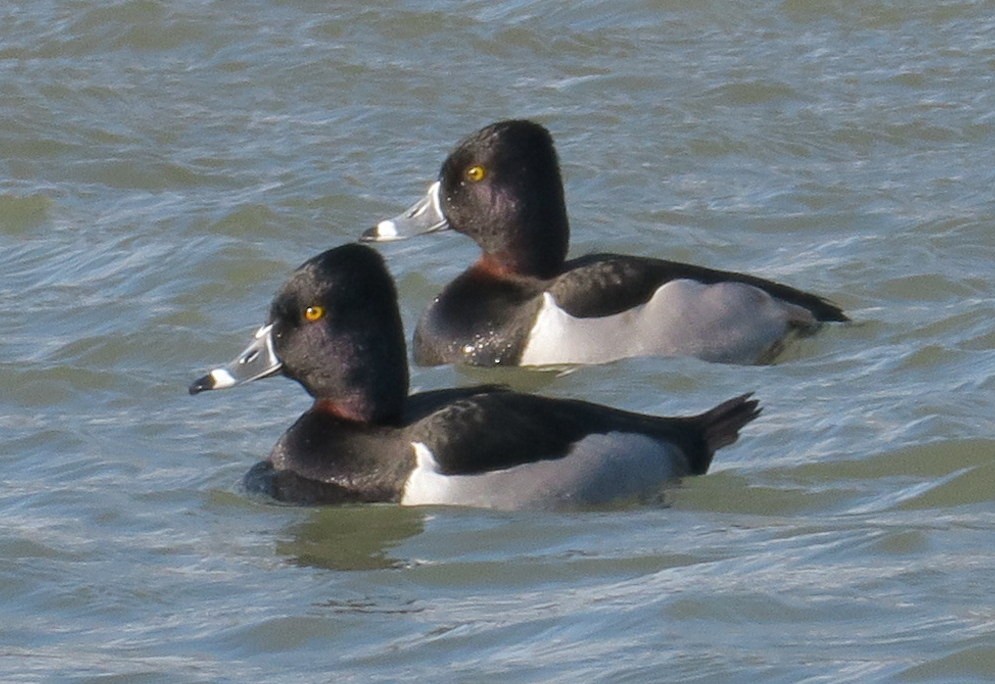 Ring-necked Duck - Mary DeWire