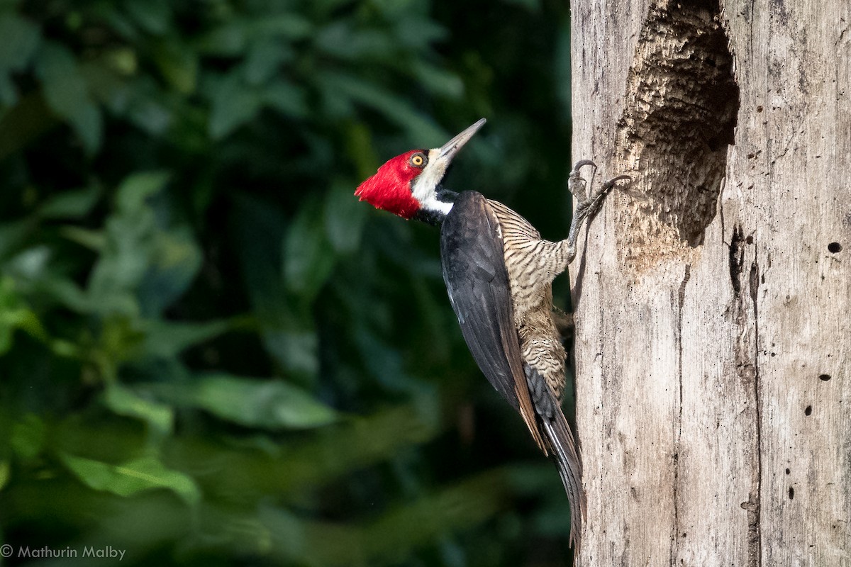 Crimson-crested Woodpecker - Mathurin Malby
