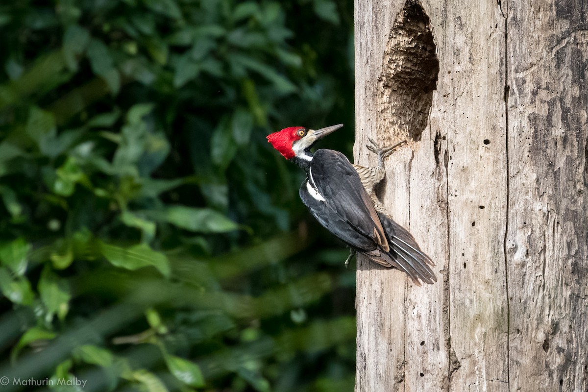 Crimson-crested Woodpecker - ML83603911