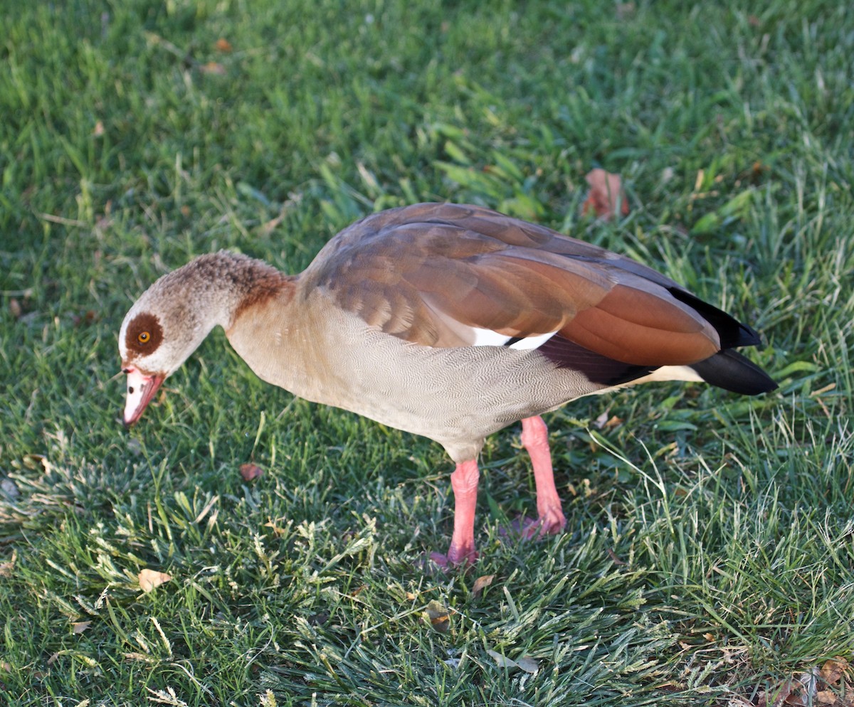 Egyptian Goose - Rob O'Donnell