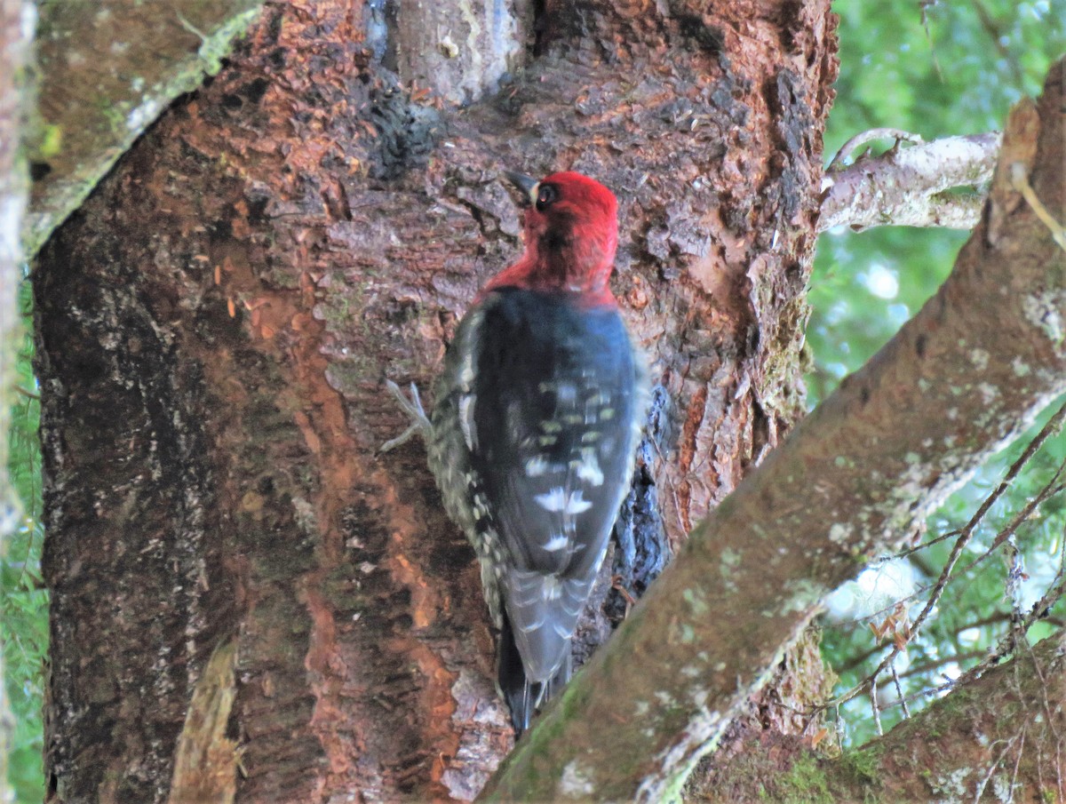 Red-breasted Sapsucker - ML83606261