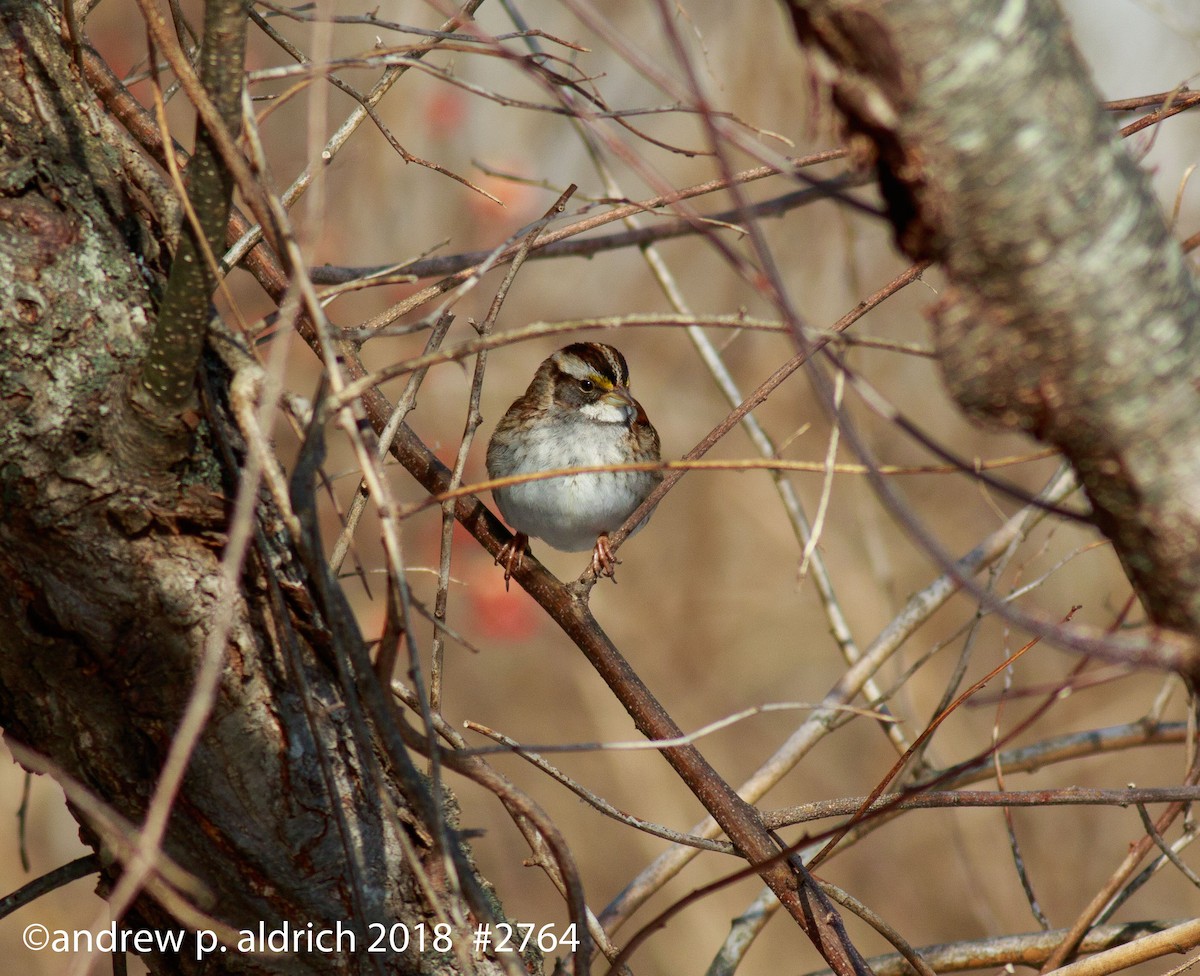 White-throated Sparrow - andrew aldrich