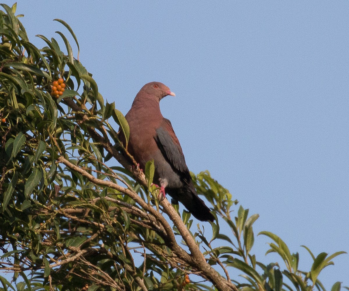 Red-billed Pigeon - Joel Strong