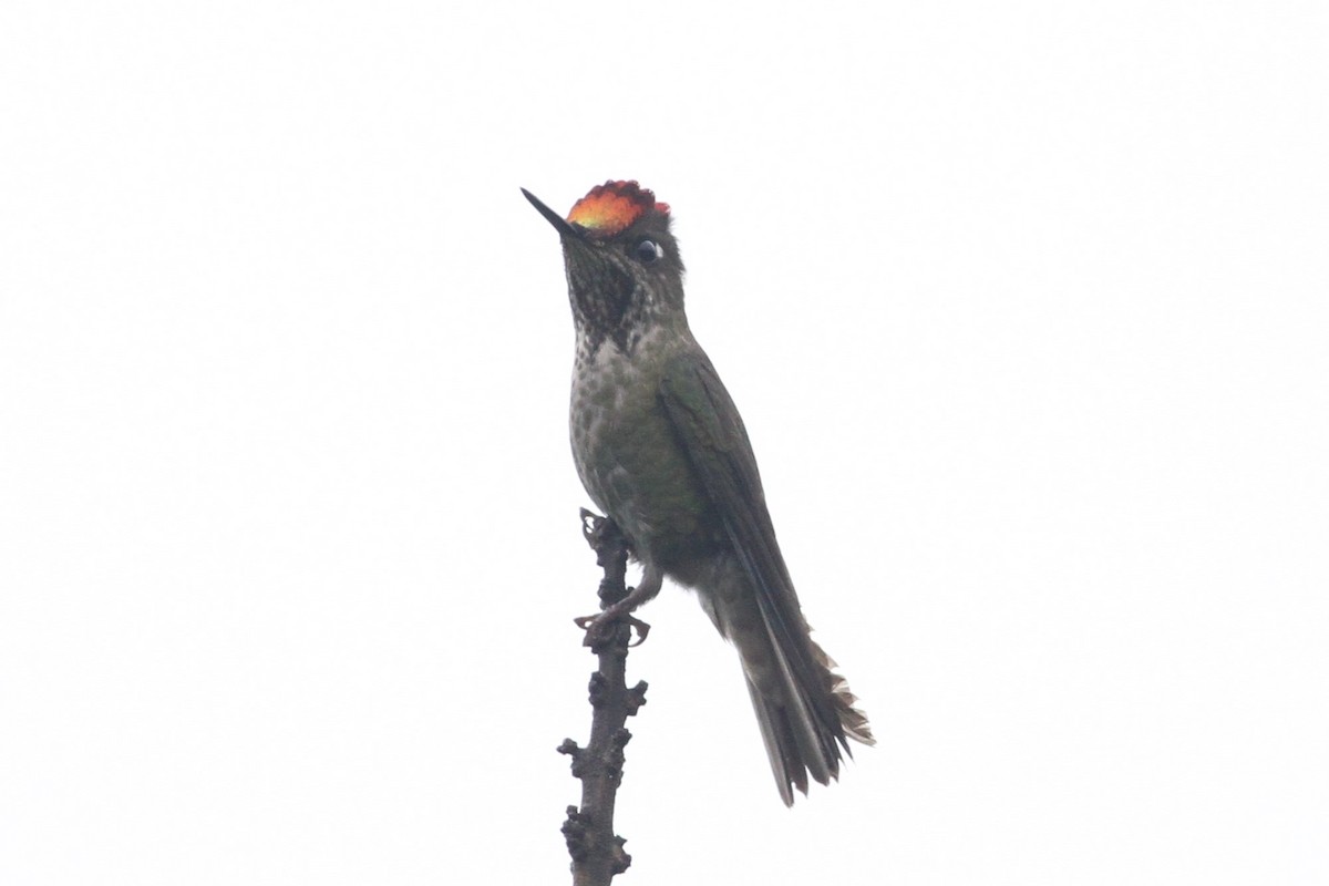 Green-backed Firecrown - ML83612121